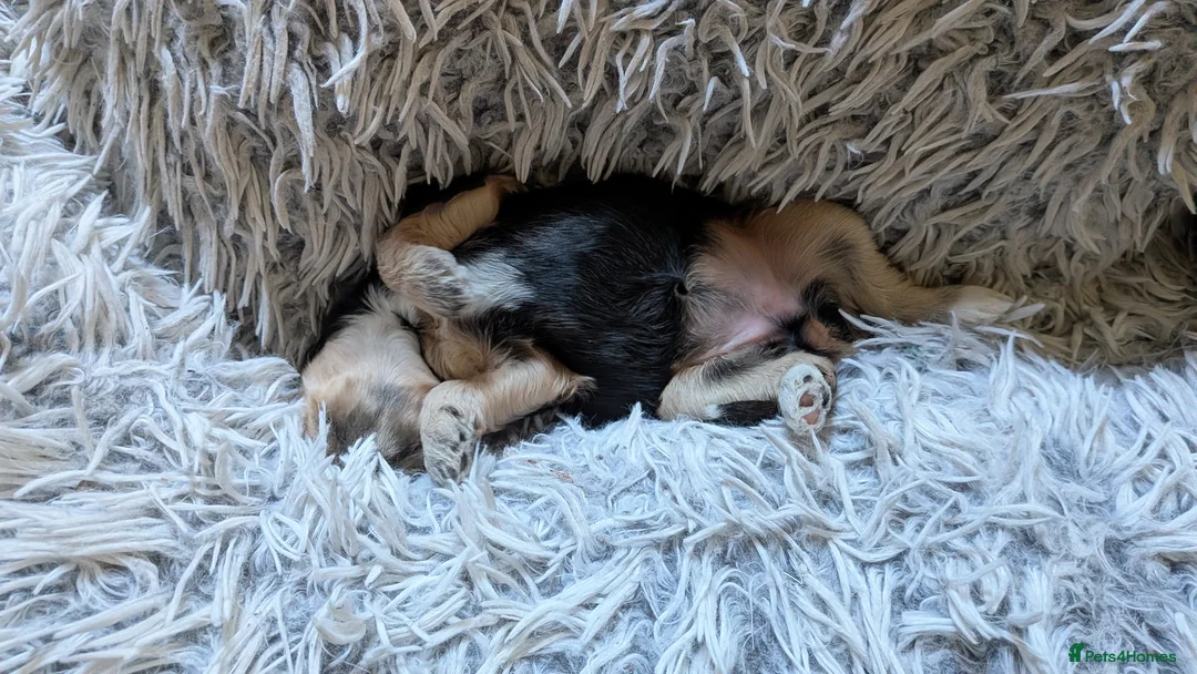 Cockapoo dogs for sale: Cockapoo pups  - Advert 2