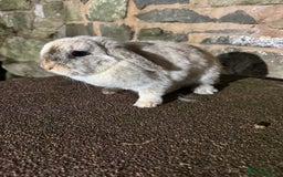 Mini Lop rabbits for sale: Lilac self buck chocolate harli female mini lops  - Advert 4
