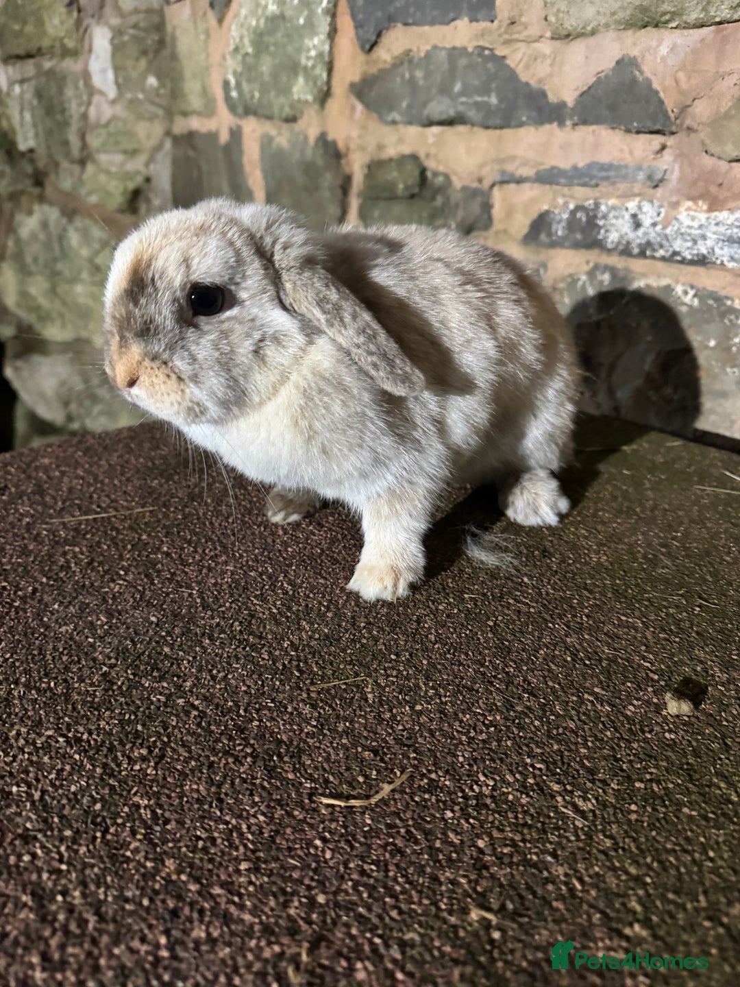 Mini Lop rabbits for sale: Lilac self buck chocolate harli female mini lops  - Advert 4