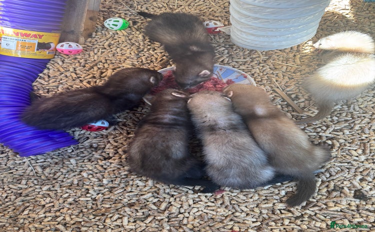 Ferret rodents - Advert 3