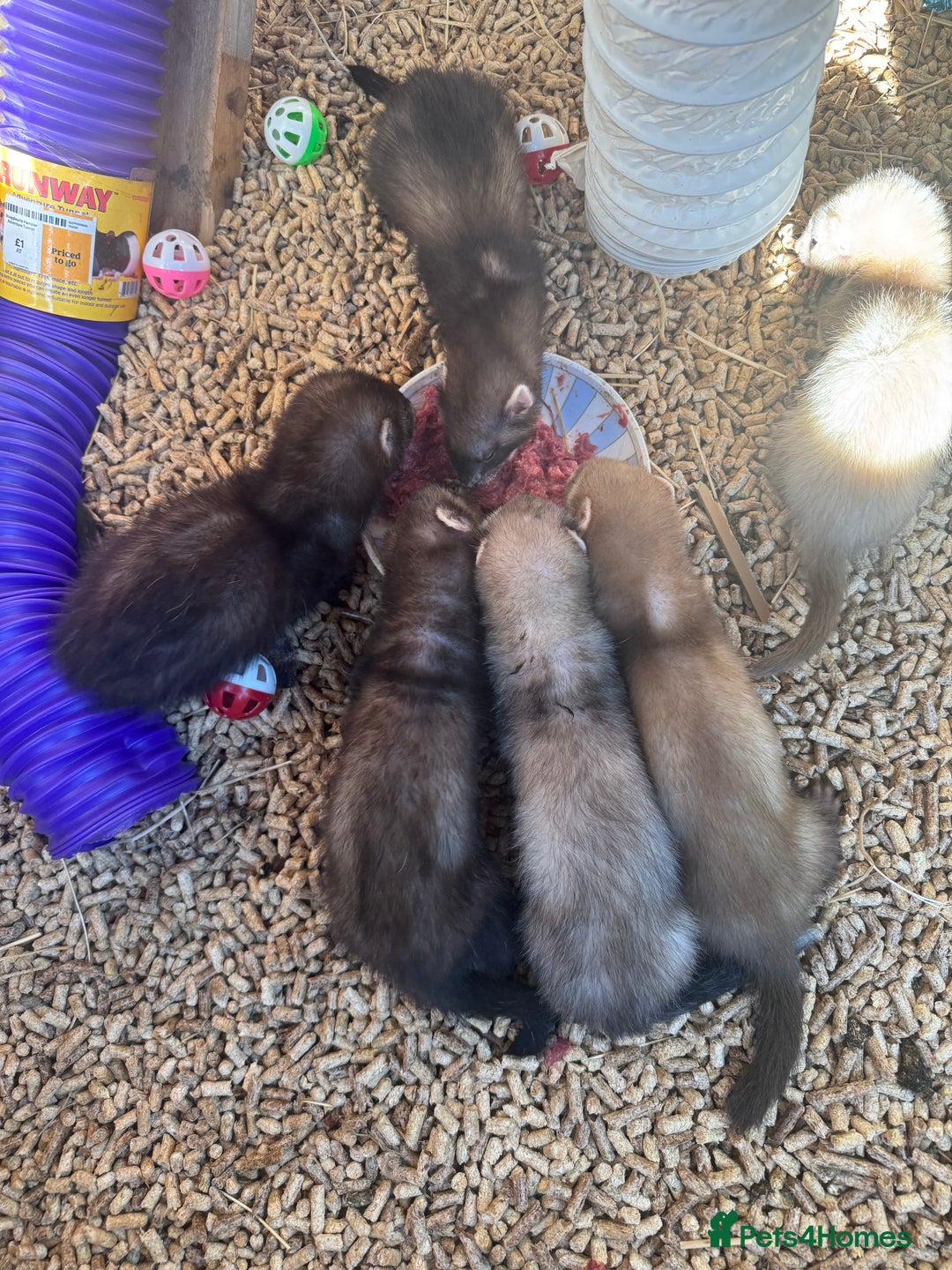 Ferret rodents for sale: Baby ferrets - Image 1