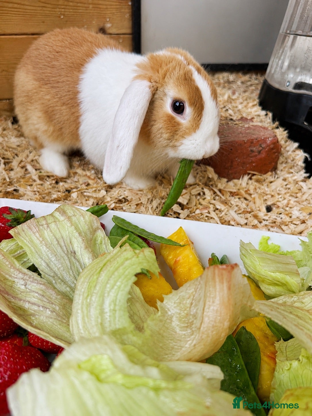 Mini Lion Lop rabbits Baby Rabbits for sale  - Advert 2