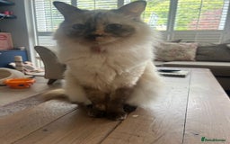 Ragdoll cats for sale: Beautiful female ragdolls - Image 5