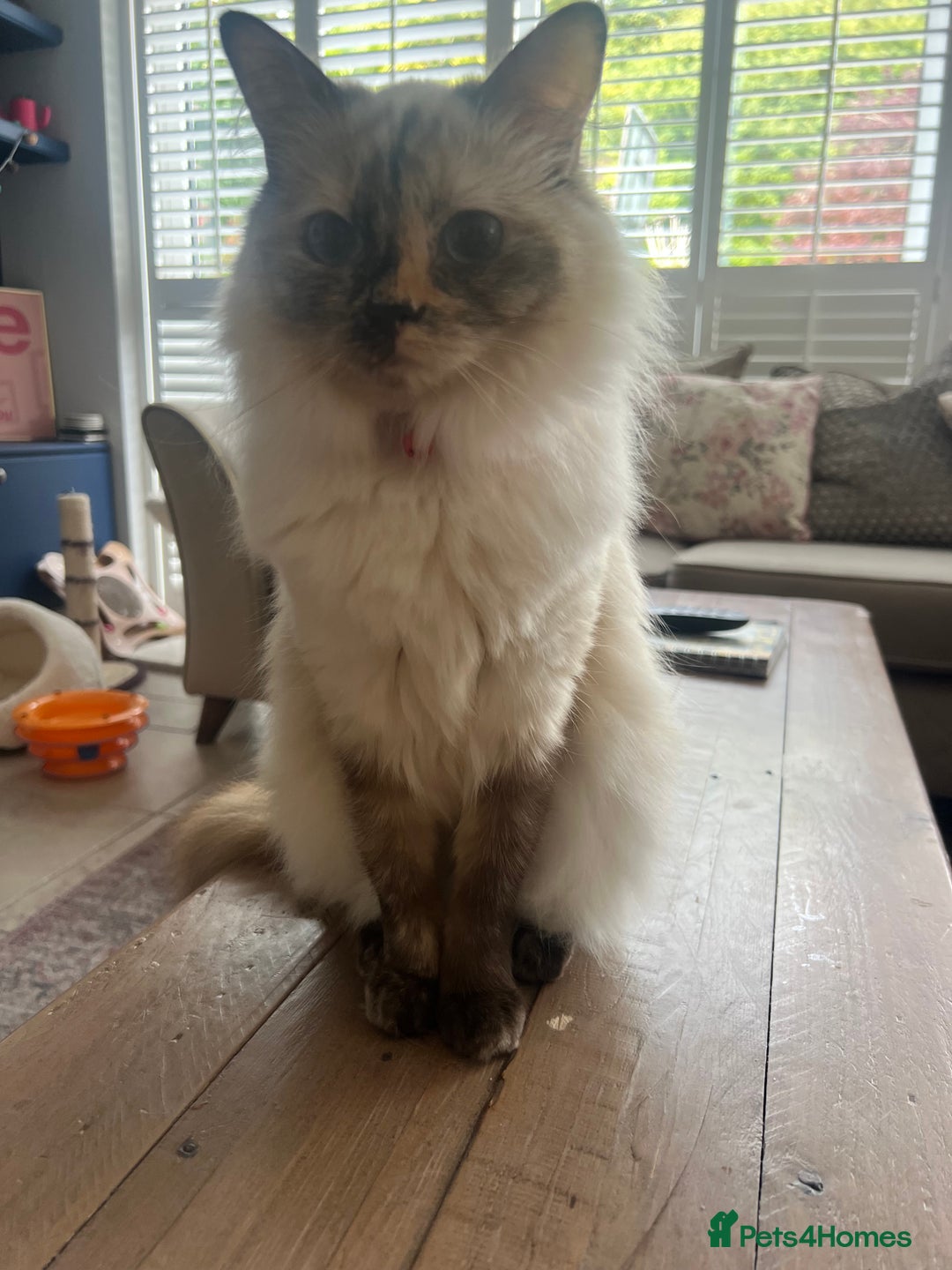 Ragdoll cats for sale: Beautiful female ragdolls - Image 5