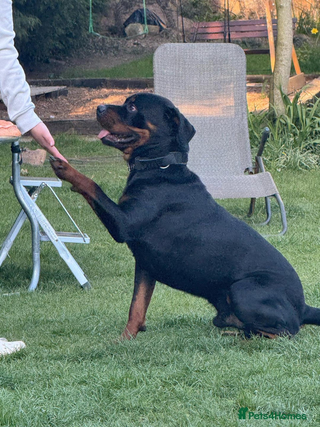 Rottweiler dogs for sale: My Name is Bane  - Advert 2