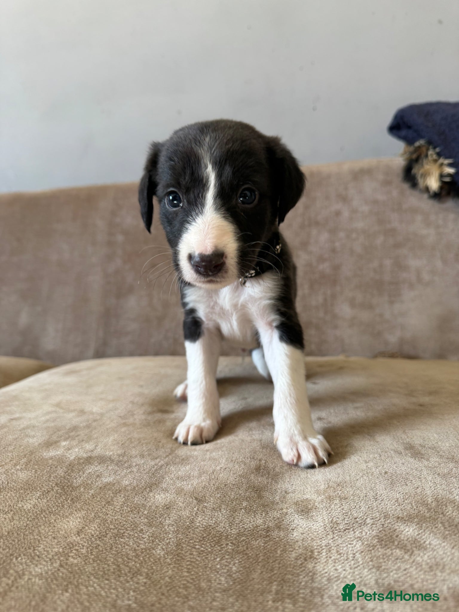 Mixed Breed dogs Saluki Greyhound puppies - Advert 12