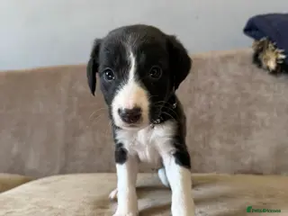 Mixed Breed dogs Saluki Greyhound puppies - Advert 12