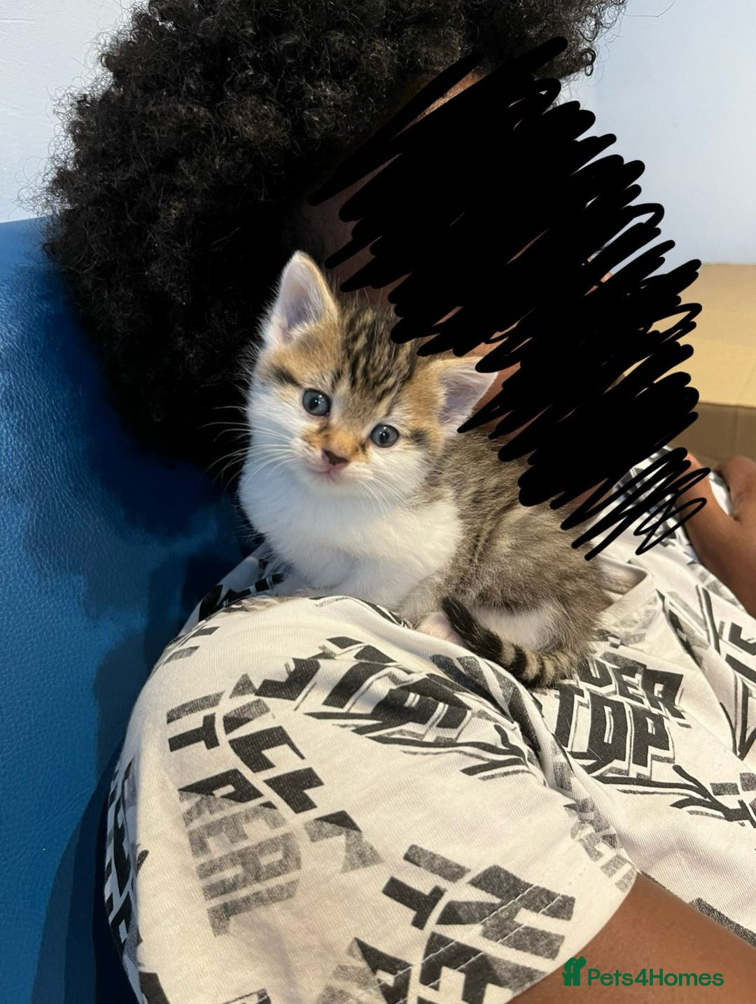 Mixed Breed cats for sale: 6 beautiful kittens (3 male, 3 females) for sale - Image 20