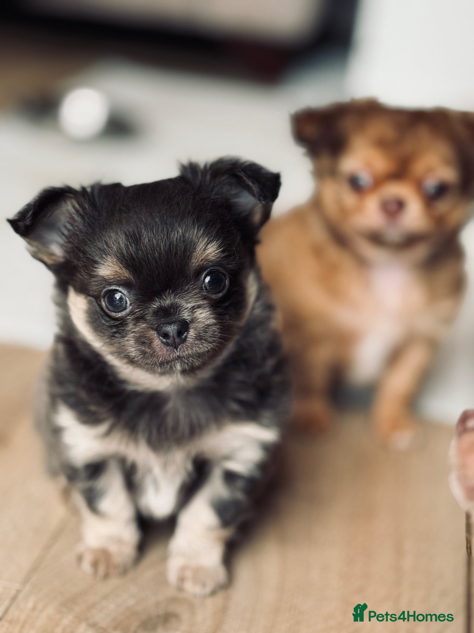 Chihuahua dogs 2 BOYS LEFT 😍😍 KC chihuahua puppies  - Advert 7