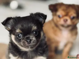 Chihuahua dogs 2 BOYS LEFT 😍😍 KC chihuahua puppies - Advert 9