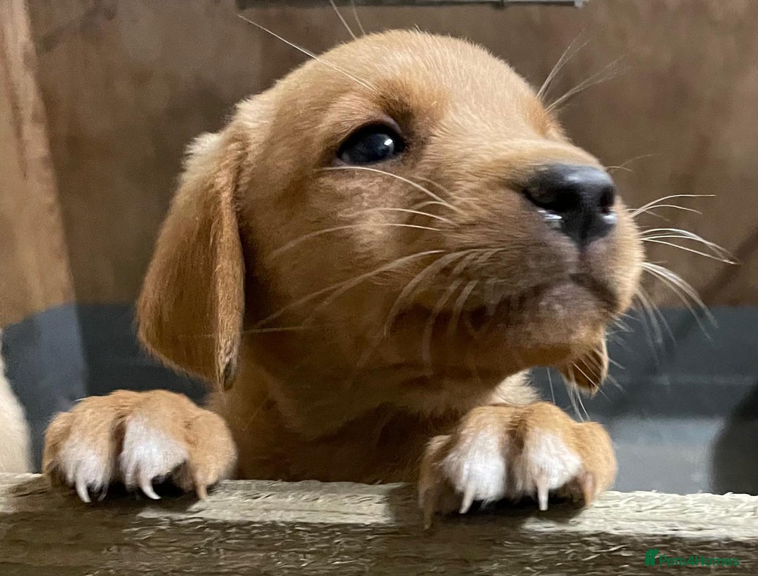 Labrador Retriever dogs for sale: Fox red Labradors  - Image 16