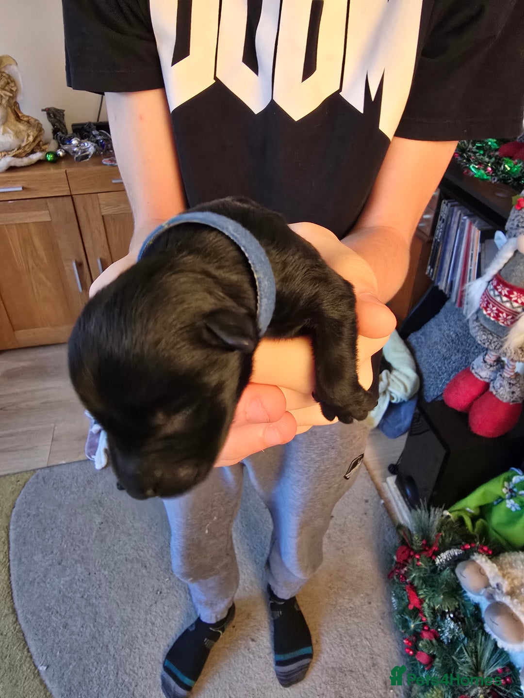 Miniature Schnauzer dogs for sale: Miniture Schnauzer's  - Advert 6