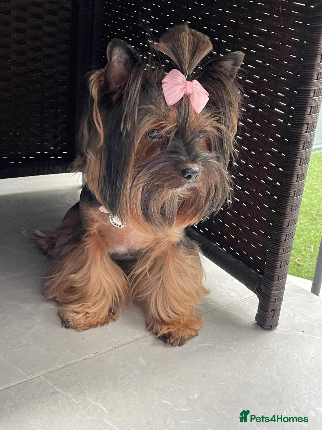 Yorkshire Terrier dogs for sale: pure breed yorkshire terrier  - Advert 5