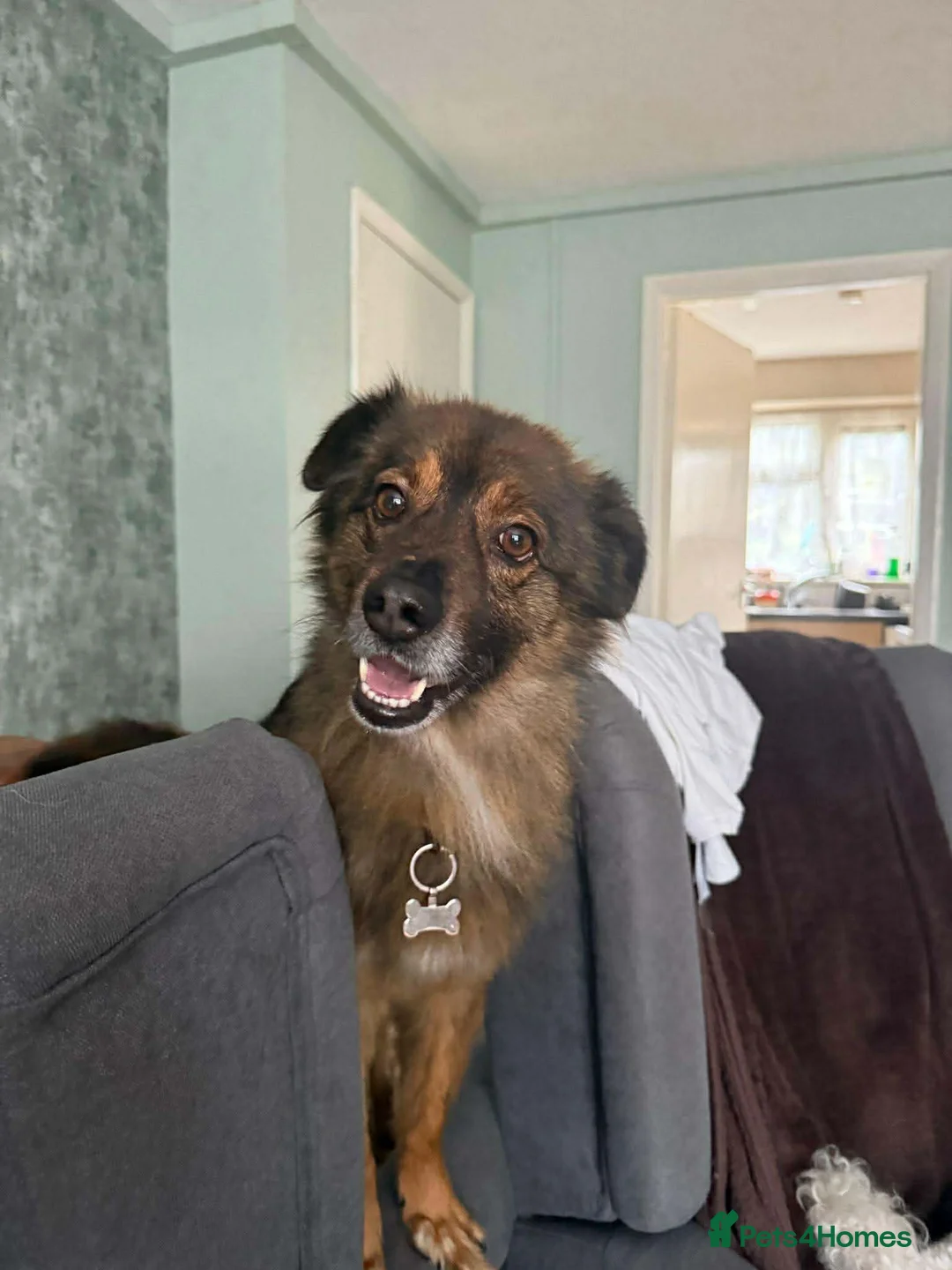 Mixed Breed dogs for adoption: RUSTY - Advert 1