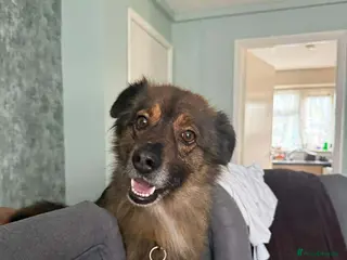 Mixed Breed dogs RUSTY - Advert 1