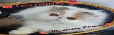 Persian 1
