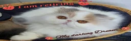 Persian cats for sale: Gorgeous Persian girl  - Advert 5