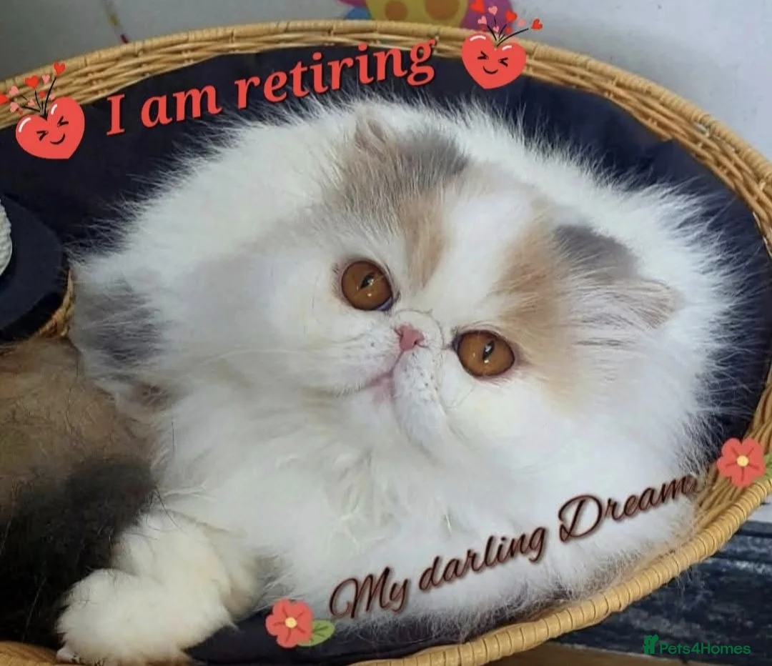Persian cats for sale: Gorgeous Persian girl  - Advert 5
