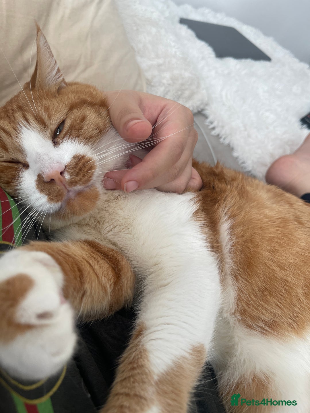 American Wirehair cats for sale: Male 3 years friendly  - Image 5