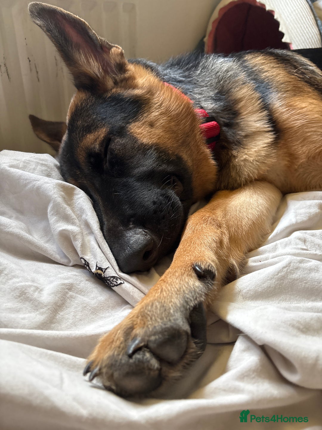 German Shepherd dogs for sale: GSD 7 Months Old - Image 11