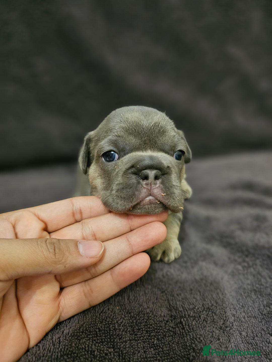 French Bulldog dogs for sale: French bulldog puppies - Advert 6