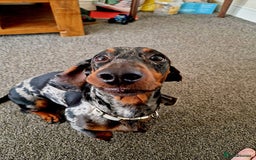 Dachshund dogs for sale: Adorable Dachshund - Image 3