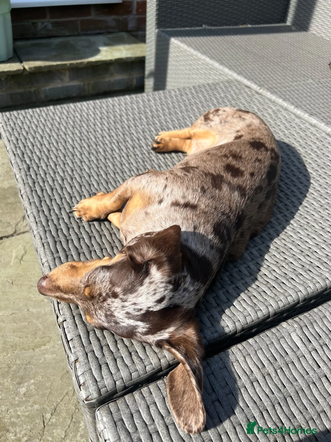 Miniature Dachshund dogs for sale: 🐾💕 Miniature Dachshund Puppies 💕🐾 - Advert 2