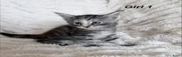 Maine Coon cats for sale: Maine coon kittens ready to reserve  - Advert 21