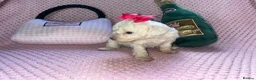 Cockapoo dogs for sale: Stunning cockapoo puppys  - Advert 24