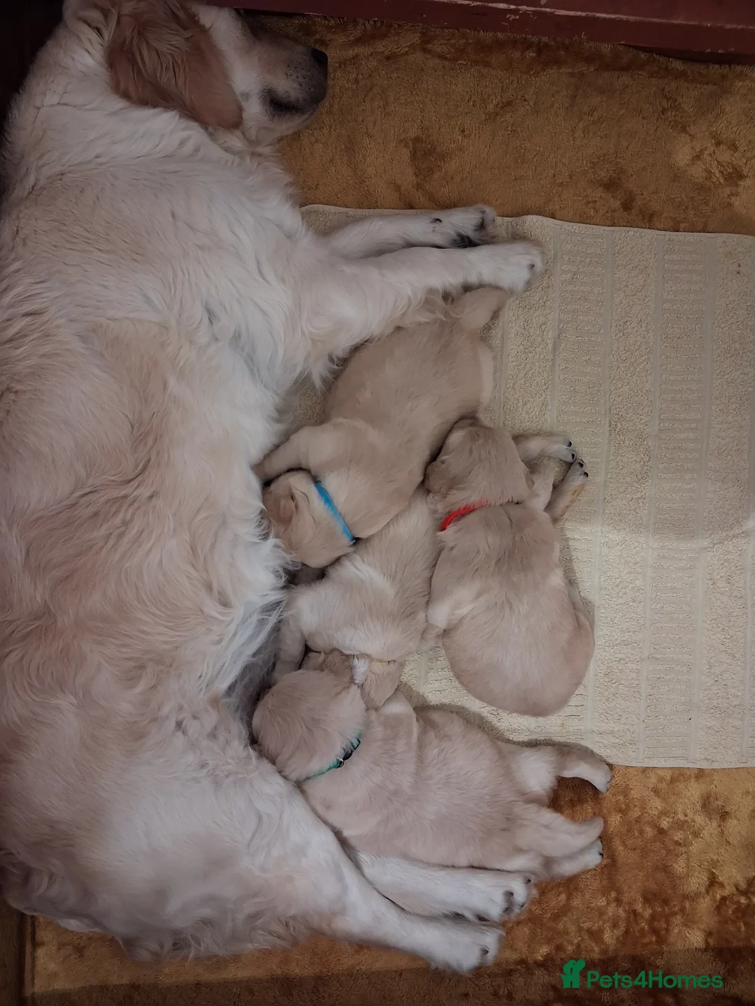 Golden Retriever dogs for sale: Beautiful KC registered puppies! - Advert 2