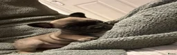 Mixed Breed dogs for sale: French bulldog x British bulldog - Advert 6
