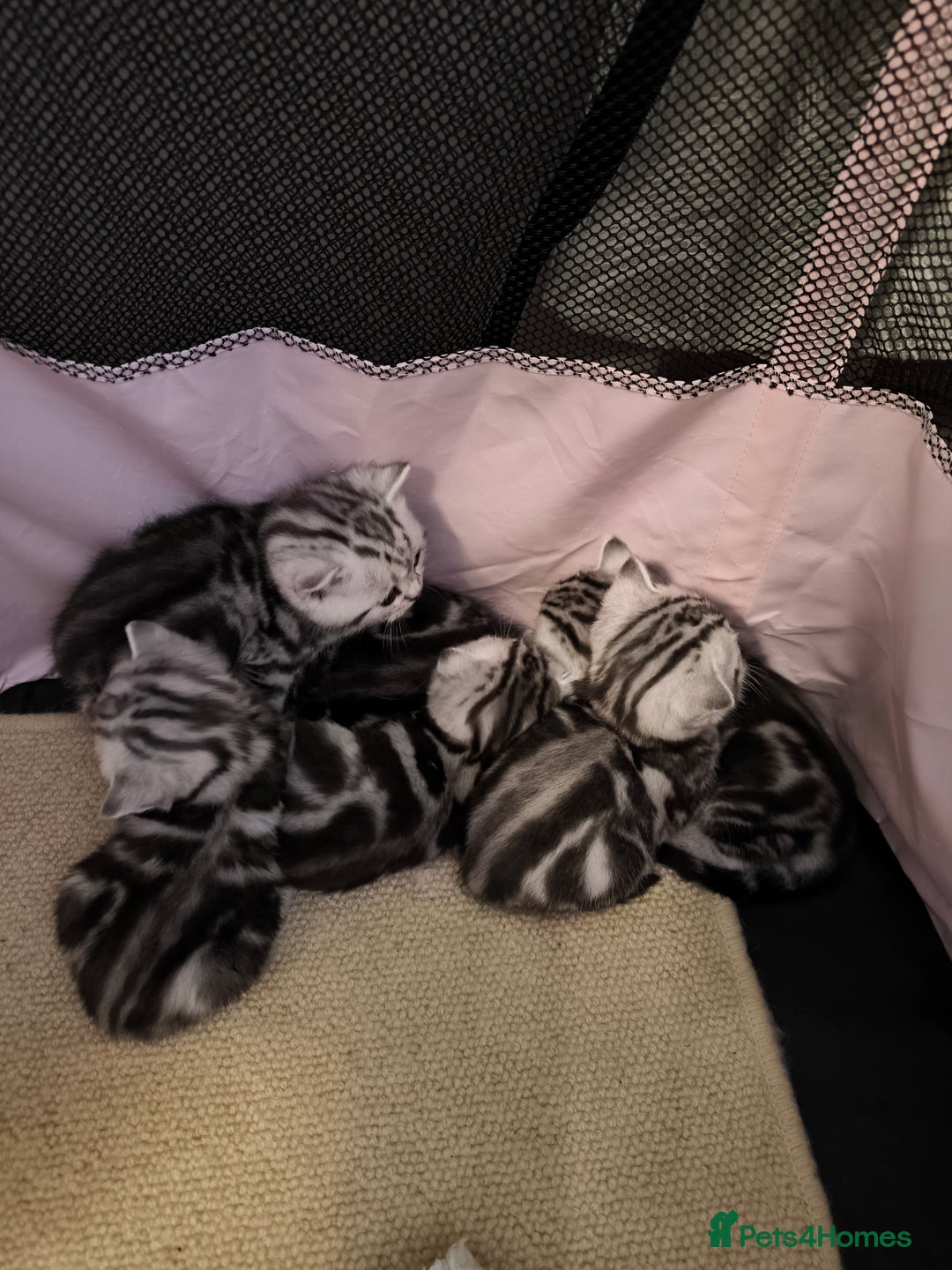 Scottish Fold cats for sale: Silver Tabby Scottish Fold Kittens: Rare&Stunning - Image 14