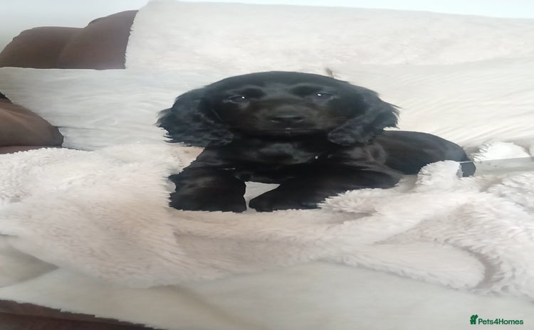 Cocker Spaniel dogs - Advert 15