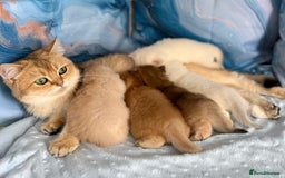 British Shorthair cats for sale: 🌟Purebred British Shorthair Golden Kittens🌟 - Image 10