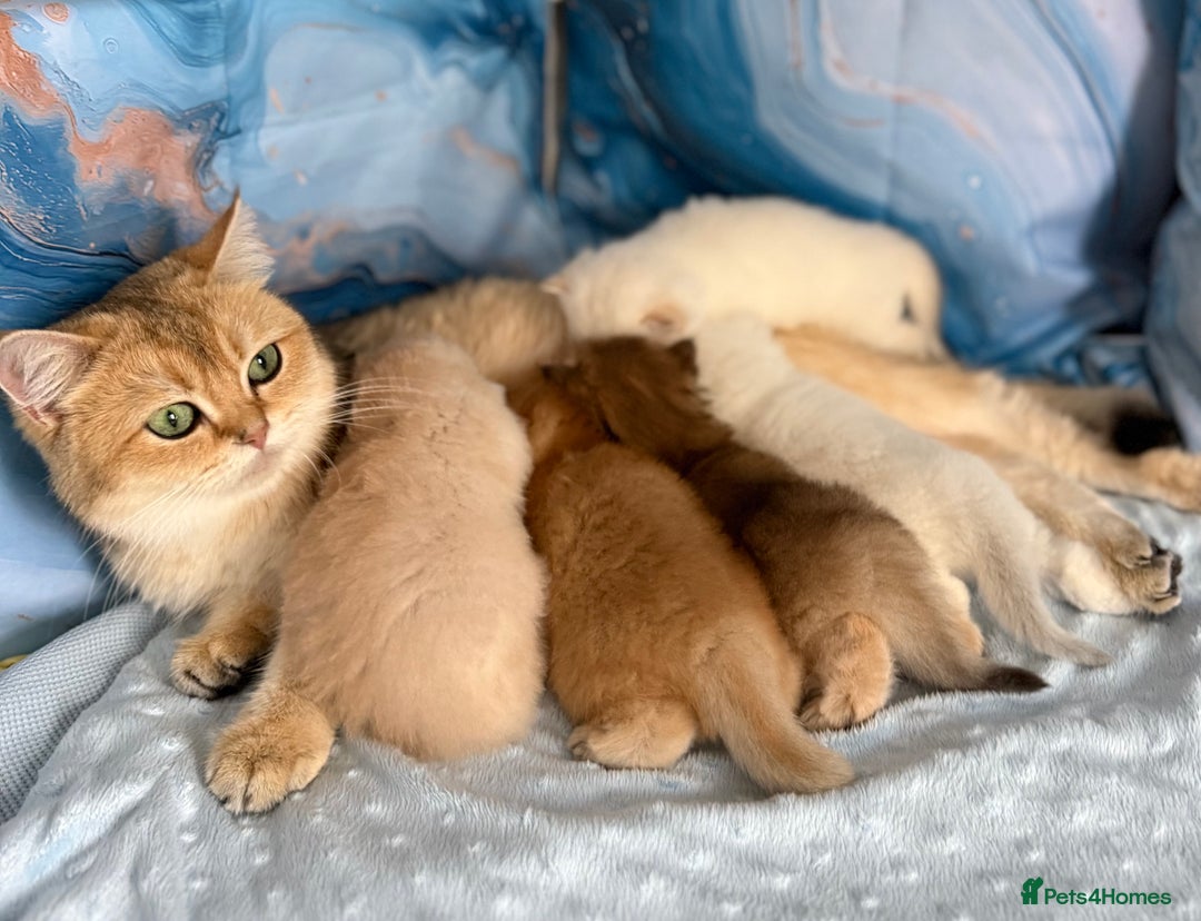 British Shorthair cats for sale: 🌟Purebred British Shorthair Golden Kittens🌟 - Image 10