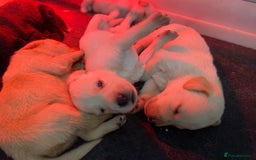 Labrador Retriever dogs for sale: Labrador pups  - Image 6