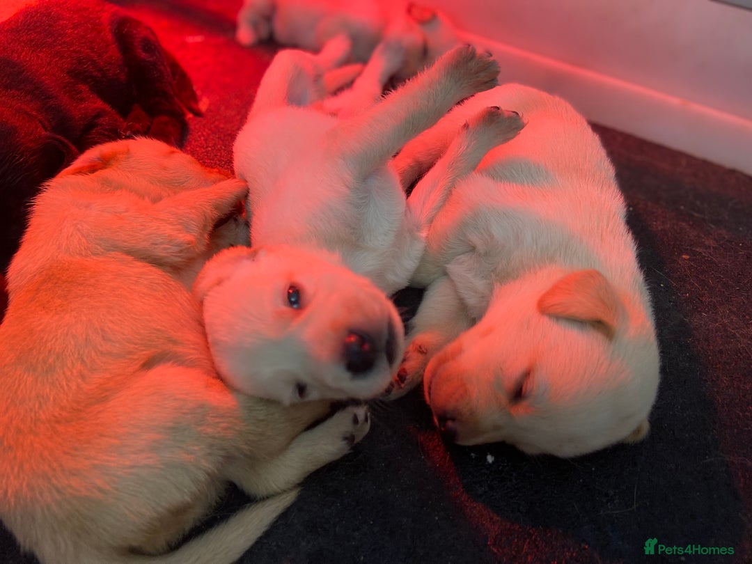 Labrador Retriever dogs for sale: Labrador pups  - Image 6