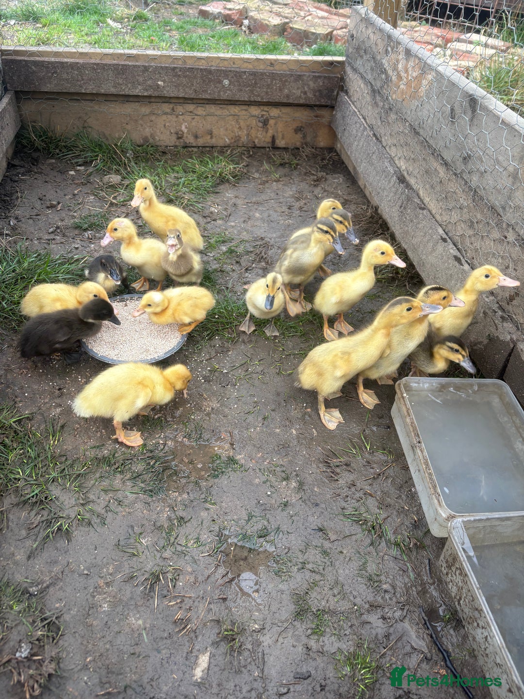 Ducks poultry for sale: Indian runner ducklings  - Image 2