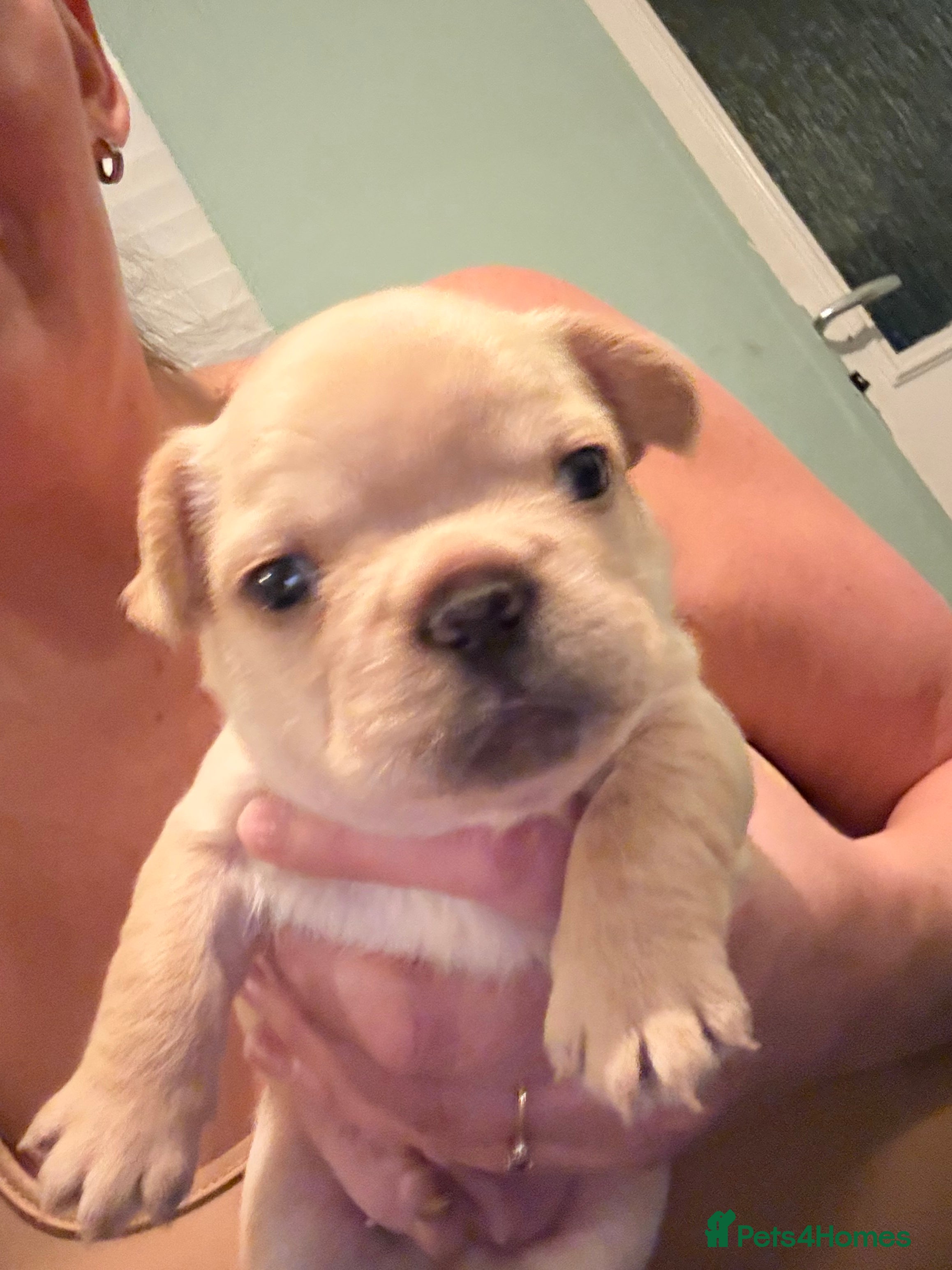 French Bulldog dogs French Bulldog Puppies - Advert 6