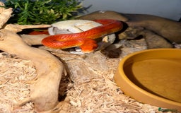 Corn Snake reptiles for sale: Beautiful cornsnake for sale to loving owner! - Advert 2