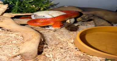 Corn Snake reptiles Beautiful cornsnake for sale to loving owner! - Advert 4