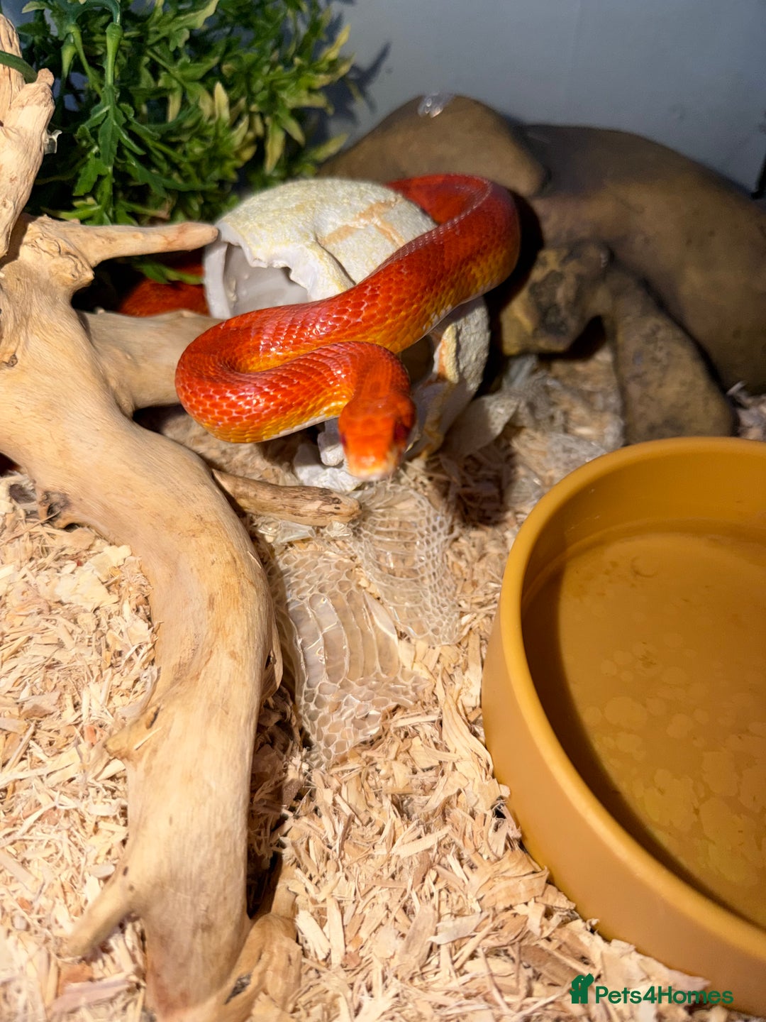 Corn Snake reptiles for sale: Beautiful cornsnake for sale to loving owner! - Advert 2
