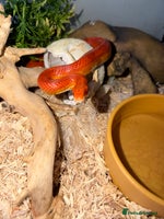 Corn Snake reptiles Beautiful cornsnake for sale to loving owner! - Advert 1