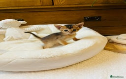 Abyssinian cats for sale: 🏆🥇🏵️Top Quality Champion Lines Abyssinian - Image 24