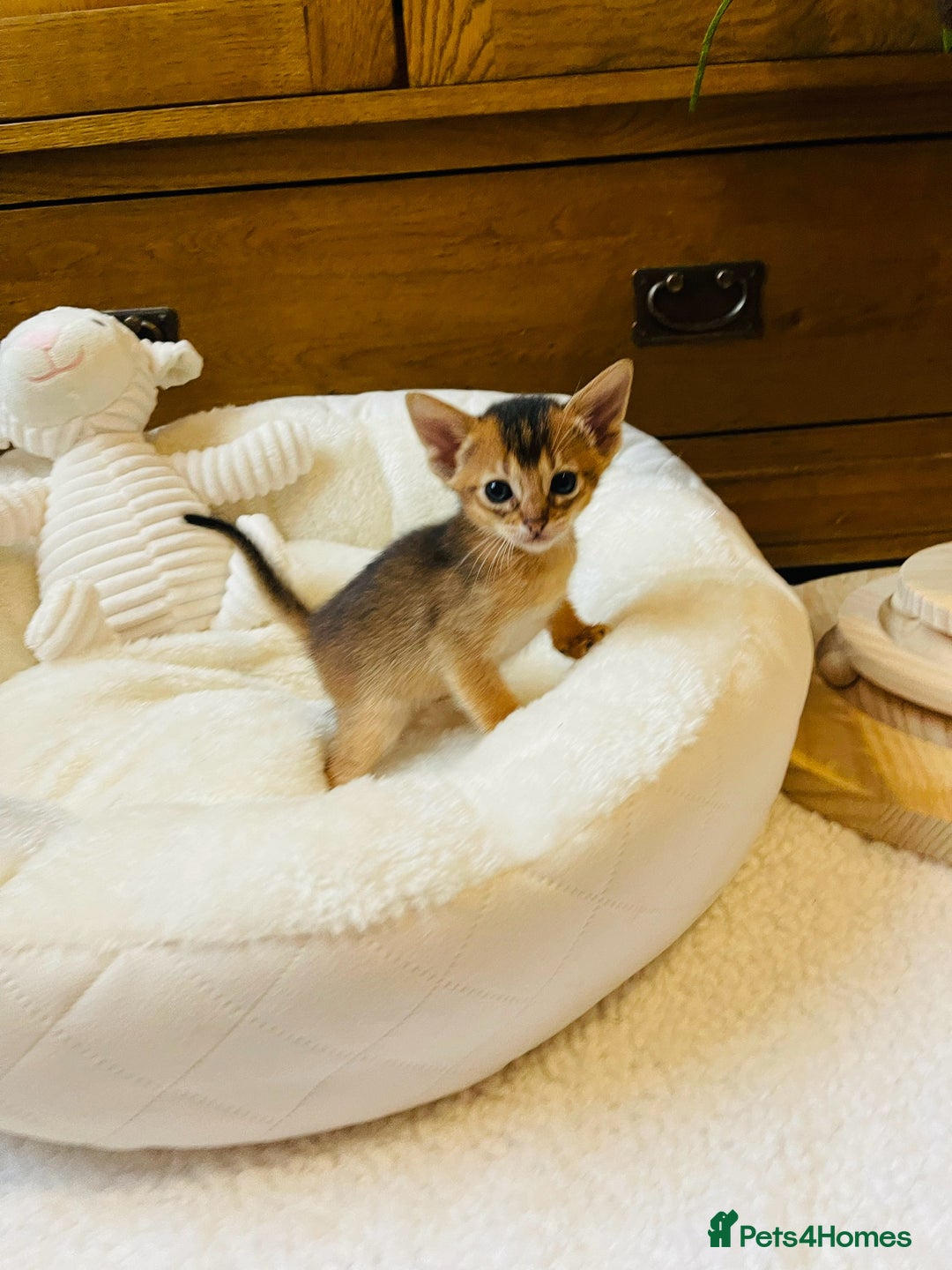 Abyssinian cats for sale: 🏆🥇🏵️Top Quality Champion Lines Abyssinian - Image 24
