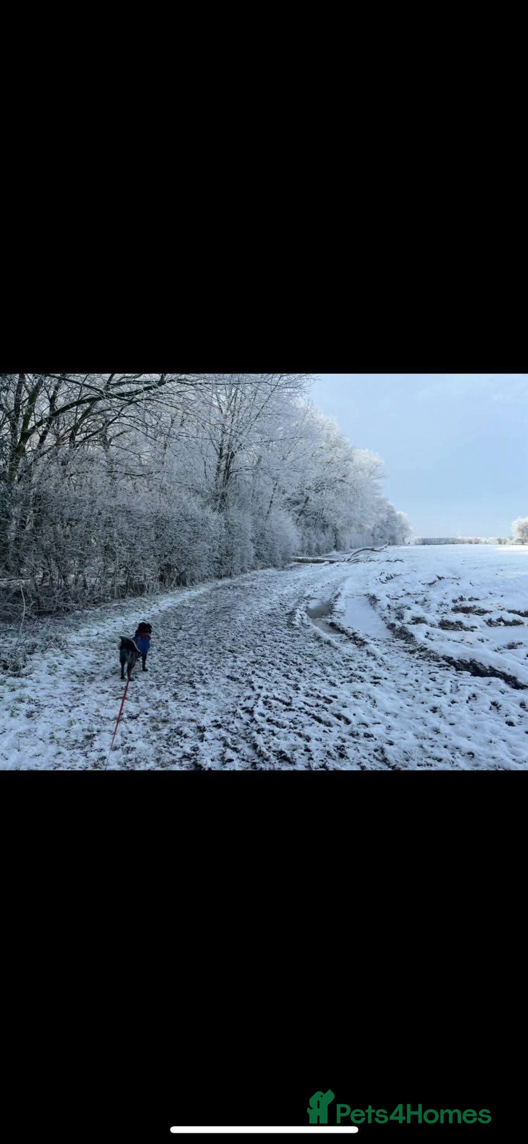 Mixed Breed dogs for adoption: Meet Bernie, currently residing in Cheshire  - Advert 6