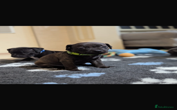 Staffordshire Bull Terrier dogs for sale: Staffordshire bull terrier Staffy staffie - Image 6