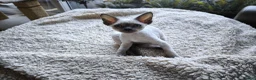 Devon Rex cats for sale: Devon Rex kittens pointed💙blue eyes💙 - Advert 21