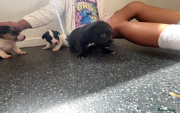 Jack Russell dogs for sale: 2 puppies for sales - Image 6