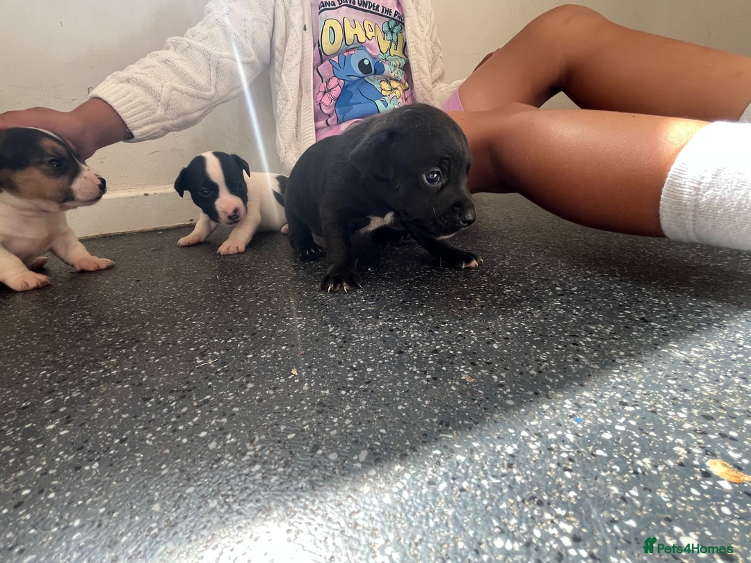 Jack Russell dogs for sale: 2 puppies for sales - Image 6
